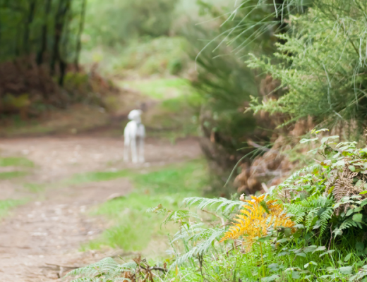 Prepararte físicamente Camino de Santiago